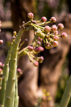 Close-up view of the pinkish fruit of a Euphorbia dregeana, commonly known as a diklootmelkbos, in the Aus Mountains of Namibia.