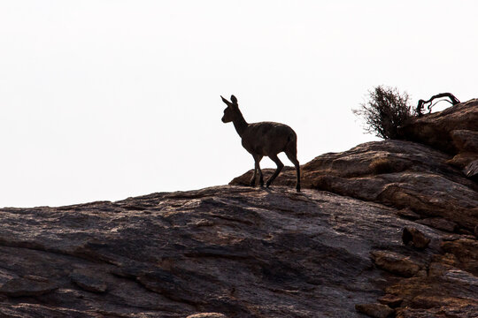 Silhouette of a rock jumper walking awy on the bare rocky top of a granite hill in the Sperrgebiet Rand Park, Namibia.