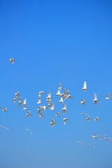 Obraz premium Group of snowy egrets in flight against sky, wildlife bird photography. (white wading birds in flight)