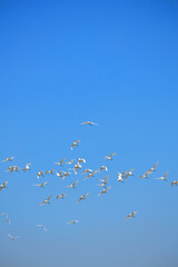 Fototapeta premium Flock of snowy egrets (Egretta thula) flying in the sky, wildlife bird scene