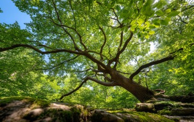 Fototapeta premium Majestic Towering Tree with Sprawling Branches in a Lush Green Landscape