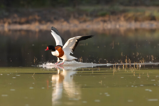 Common shelduck (Tadorna tadorna) landing on a swamp at Isonzo river mouth nature reserve, Isola della Cona, Friuli Venezia Giulia, Italy.