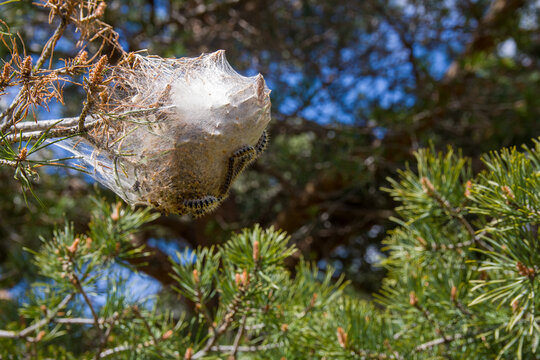 Thaumetopoea pityocampa. Pinos con bolsas de seda de orugas Procesionaria del Pino.