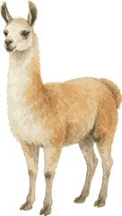 Fototapeta premium Vector watercolor illustration of a llama