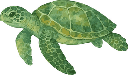 Vector watercolor illustration of a green sea turtle © Mantella