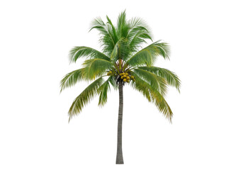 A tall palm tree with lush green leaves and yellow fruits isolated on transparent background