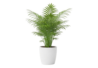 Obraz premium A small potted fern plant with lush green leaves isolated on transparent background