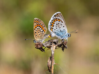 Obraz premium Silver-studded Blue Butterflies Mating. Side View.