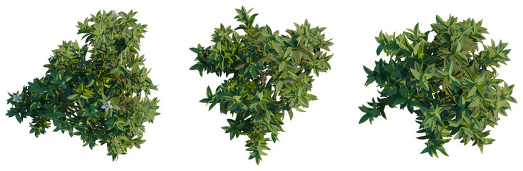 Magnolia grandiflora Teddy Bear tree plan, top view, cutout, transparent background, isolate, Lush green leaves and delicate flowers, a beautiful botanical springtime nature scene.