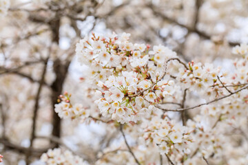 満開の桜