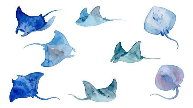 Hand drawn watercolor manta ray illustration, graceful swimming marine life, ocean blue