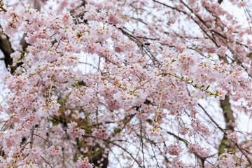 満開の桜