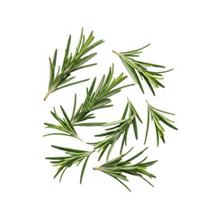 Fototapeta premium Fresh rosemary sprigs scattered isolated on a transparent background