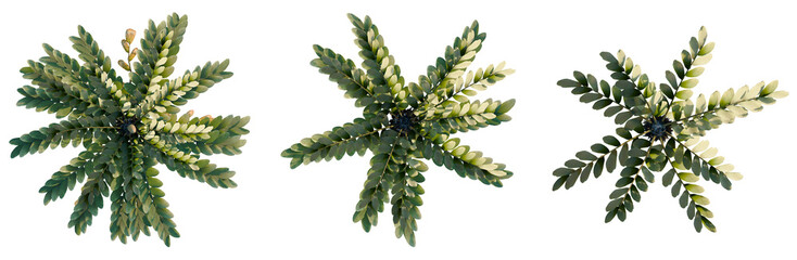 Zamia furfuracea tree plan, top view, cutout, transparent background, isolate, Vibrant green...