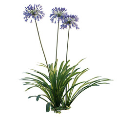 Fototapeta premium Agapanthus Black Pantha tree, elevation, front view, cutout, transparent background, isolate, Agave americana, American agave, century plant, desert plant, succulent, png, cutout