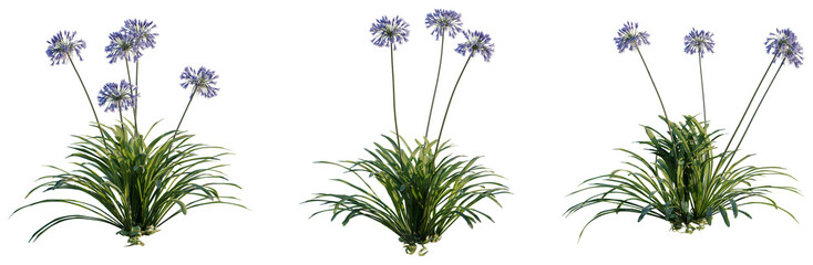 Naklejka premium Agapanthus Black Pantha tree, elevation, front view, cutout, transparent background, isolate, Vibrant green reeds in a meadow, a tranquil and peaceful natural scene, perfect for backgrounds.