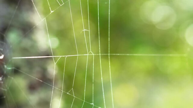 Fine threads of woven patterned spider web against a background of forest green summer foliage