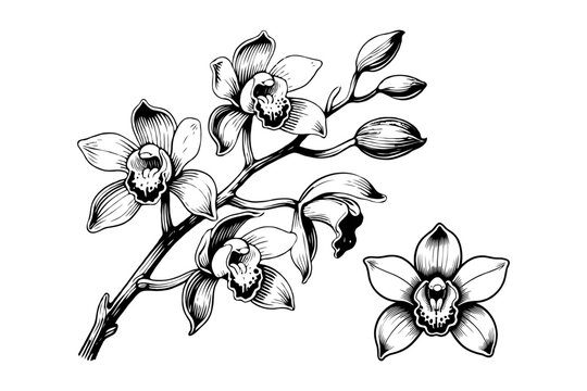 Art & IlluBlack and white hand-drawn Cymbidium orchid flower branch with blossoms and buds on clean white background, showing elegance and botanical beauty