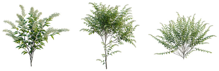 Cestrum nocturnum tree, elevation, front view, cutout, transparent background, isolate, Elegant Green Tree Branch with Delicate Leaves, Perfect for Spring and Nature Imagery