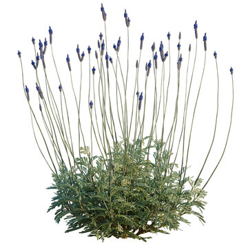 Lavandula pinnata Sidonie tree, elevation, front view, cutout, transparent background, isolate, Close-up of a field of lavender flowers in bloom, peaceful scenery
