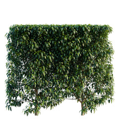 Fototapeta premium Prunus Lusitanica hedge tree, elevation, front view, cutout, transparent background, isolate, Detailed mango tree isolated on white background, perfect for graphic design projects and artwork.