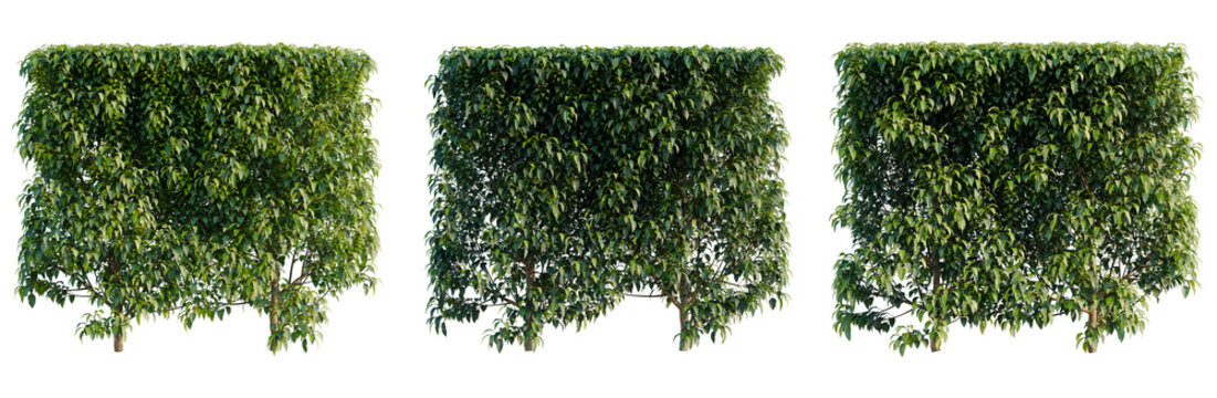Prunus Lusitanica hedge tree, elevation, front view, cutout, transparent background, isolate, Detailed tropical tree branch with lush green leaves, perfect for nature and botanical themes.