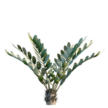 Zamia furfuracea tree, elevation, front view, cutout, transparent background, isolate, Euphorbia obesa, also known as Baseball Plant, succulent, close-up, studio shot, Africa