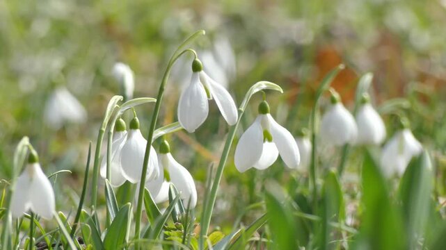 A bush of blooming snowdrops (Galanthus) in a spring park.