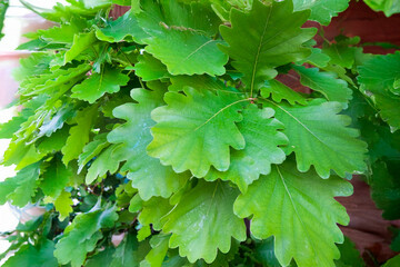 Fototapeta premium 柏の木と葉