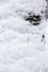 snowdrift on tree trunk in snowy forest