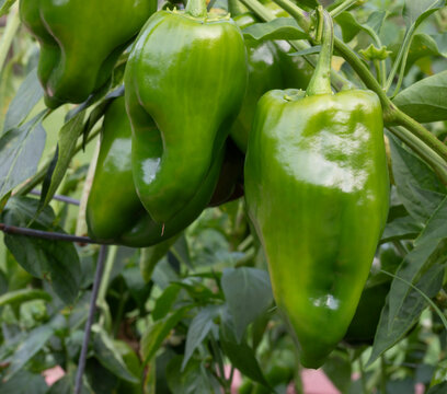 Large poblano chili pepper growing on a garden