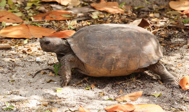 A magnificent Gopher Tortoise, Gopherus polyphemus, has come out of its burrow to feed.