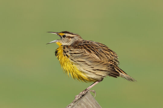A magnificent singing Eastern Meadowlark, Sturnella magna, perching on a post.