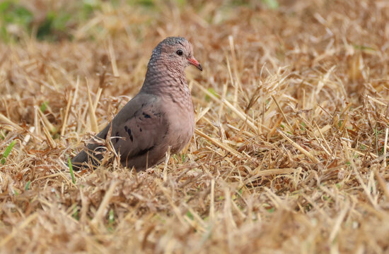 A Common Ground Dove, Columbina passerina, on the grass feeding.