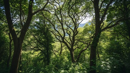 Obraz premium Serene Forest Landscape with Tall Trees.