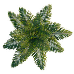 Archontophoenix alexandrae tree plan, top view, cutout, transparent background, isolate, Lush Green Fern Fronds Close-Up: Detailed Texture and Vibrant Natural Beauty