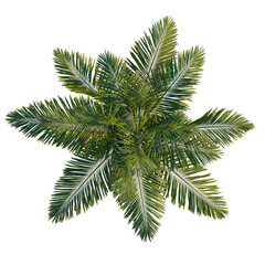Archontophoenix alexandrae tree plan, top view, cutout, transparent background, isolate, Detailed Green Fern Leaf Texture Close-Up, Natural Botanical Pattern, Macro Photography © DH Tree Stock