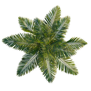 Archontophoenix alexandrae tree plan, top view, cutout, transparent background, isolate, Detailed Green Fern Leaf Texture Close-Up, Natural Botanical Pattern, Macro Photography