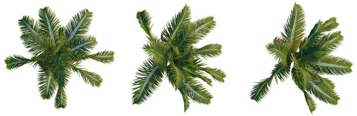 Archontophoenix cunninghamiana tree plan, top view, cutout, transparent background, isolate, Lush Green Palm Fronds Close-Up, Detailed Texture, Tropical Leaves, Vibrant Nature Scene © DH Tree Stock