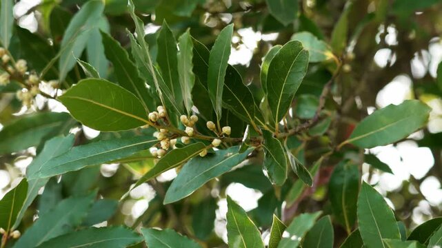 Fresh bay laurel branch with green aromatic leaves and small flower buds growing on tree in garden environment. Mediterranean culinary herb plant concept.