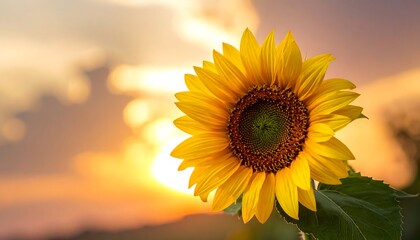 Obraz premium Radiant sunflower blooms against a warm sunset-hued sky, soft blurred clouds creating a dreamy backdrop