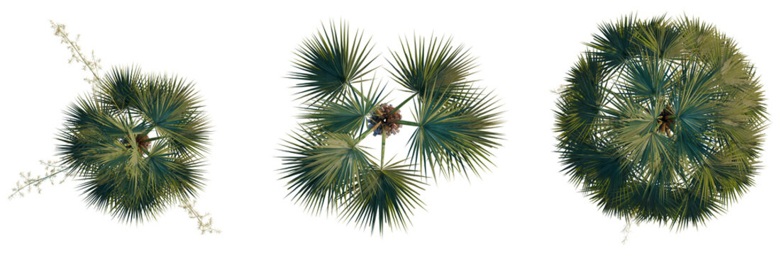 Brahea armata tree plan, top view, cutout, transparent background, isolate, Detailed Pine Cone Close-Up with Dewdrops, Autumnal Forest Texture, Natural Beauty