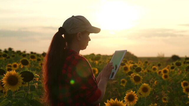 silhouette woman farmer working sunflower field, farming business, sunset hand holding tablet, fieldwork digital tools, sunflower agriculture tech, digital agribusiness systems, farm data analysis