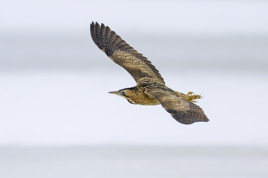 Eurasian bittern (Botaurus stellaris)