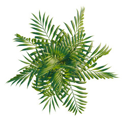 Chamaedorea elegans tree plan, top view, cutout, transparent background, isolate, Close-up of vibrant green fern leaves with detailed textures and natural lighting © DH Tree Stock