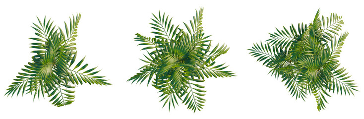 Fototapeta premium Chamaedorea elegans tree plan, top view, cutout, transparent background, isolate, Lush Green Palm Leaves Branch, Detailed Tropical Foliage, Nature Elements, Close-Up