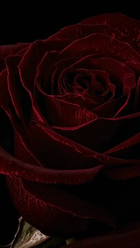 Vertical video: Camera starting inward push and reframe at studio, revealing red rose droplets