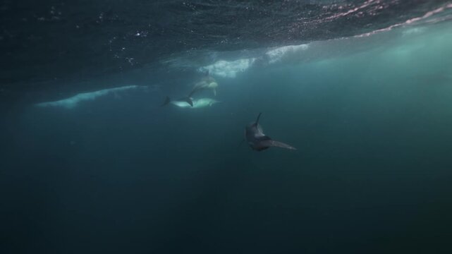 Pod of dolphins chasing a dense sardine bait ball during the annual Sardine Run off South Africa&rsquo;s Wild Coast. Powerful predators circle, dive and surge through the water in a feeding frenzy offshore.