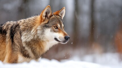Obraz premium Wolf in the Snowy Tundra During a Blizzard with Falling Snowflakes