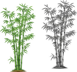 Fototapeta premium Stylized bamboo plant illustration, green and grayscale vector design comparison with stalks and leaves, nature, ecology, environment, culture, art, decor